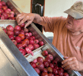 Bulk Juice Sale [Heirloom Cider-Apples]