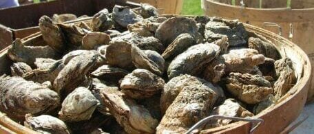 Fall Seafood Saturday at DuCard with Oysters & Live Music