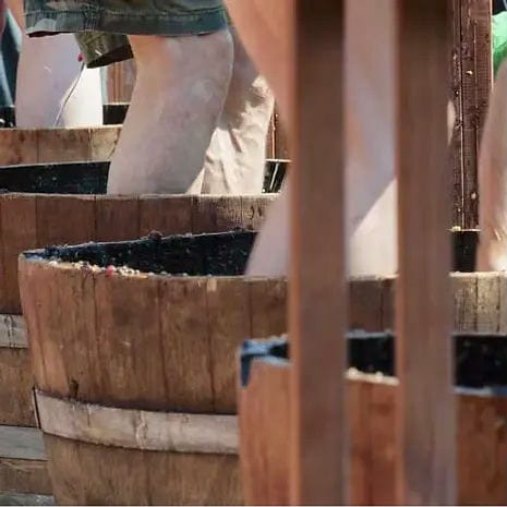 Harvest Fest Grape Stomp!