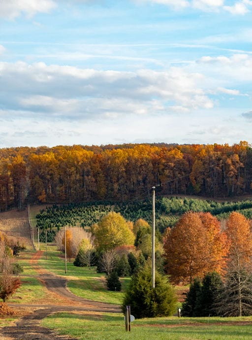 Lecture: Fall Color at Grelen (Free)