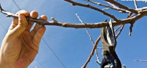 Planning and Planting the Home Orchard at Albemarle Ciderworks