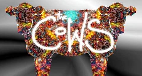 The Cows Live