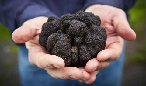 Truffle Feast at Barboursville Vineyards